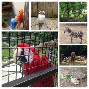 A small sampling of the critters I met at the zoo. 